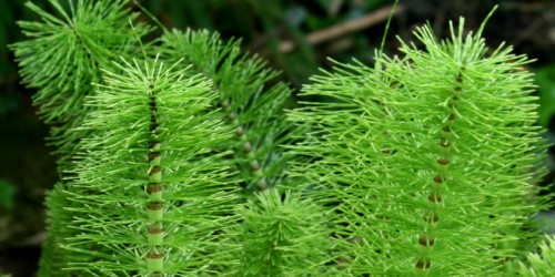Horsetail To Help Treat Osteoporosis: What Does The Science Say?